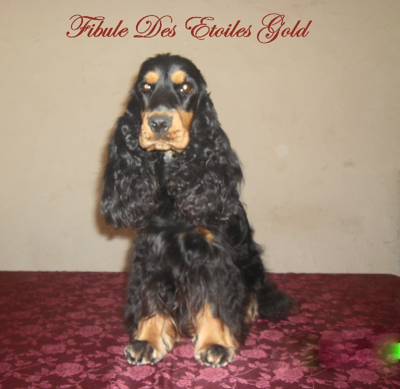 Fibule Des Etoiles Gold