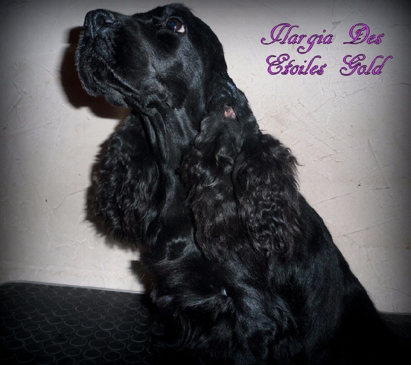 Ilargia Des Etoiles Gold