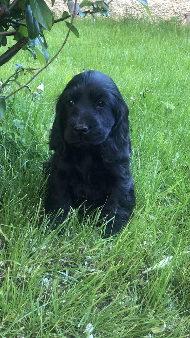 Chiots bientôt disponibles