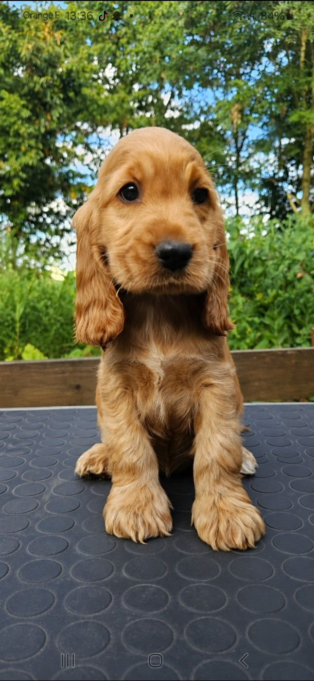 Chiots disponibles