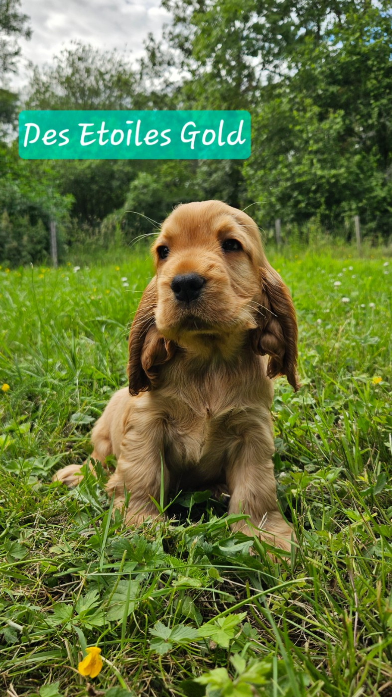 Des Etoiles Gold - Chiots disponibles - Cocker Spaniel Anglais