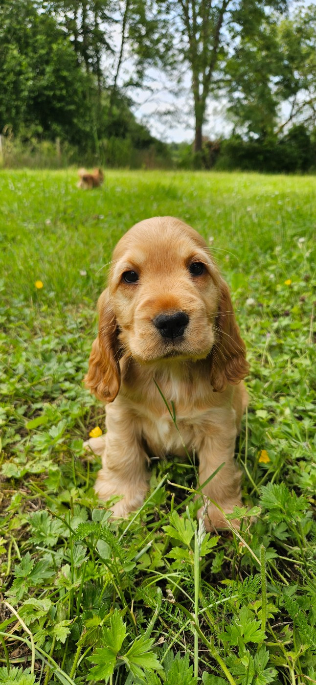 Des Etoiles Gold - Chiots disponibles - Cocker Spaniel Anglais