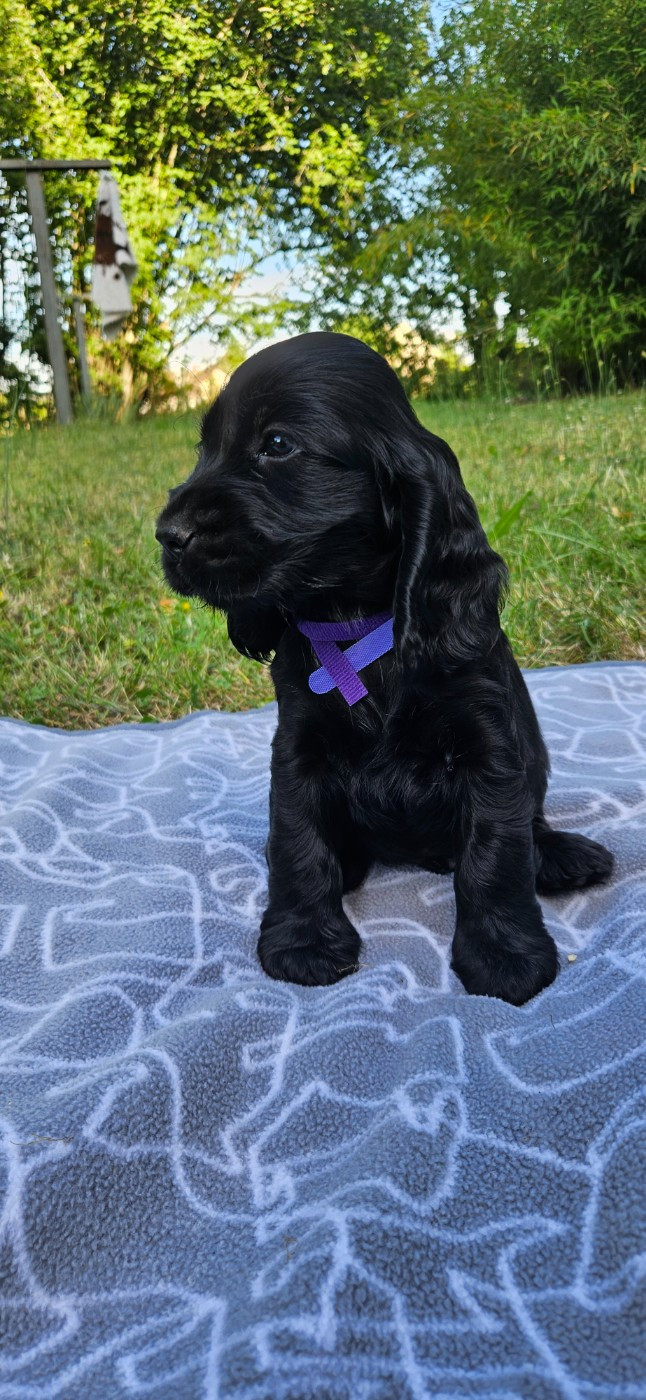 Des Etoiles Gold - Chiots disponibles - Cocker Spaniel Anglais