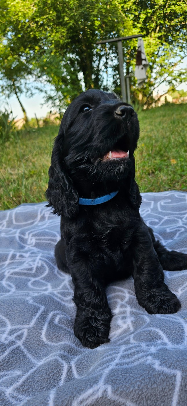 Des Etoiles Gold - Chiots disponibles - Cocker Spaniel Anglais