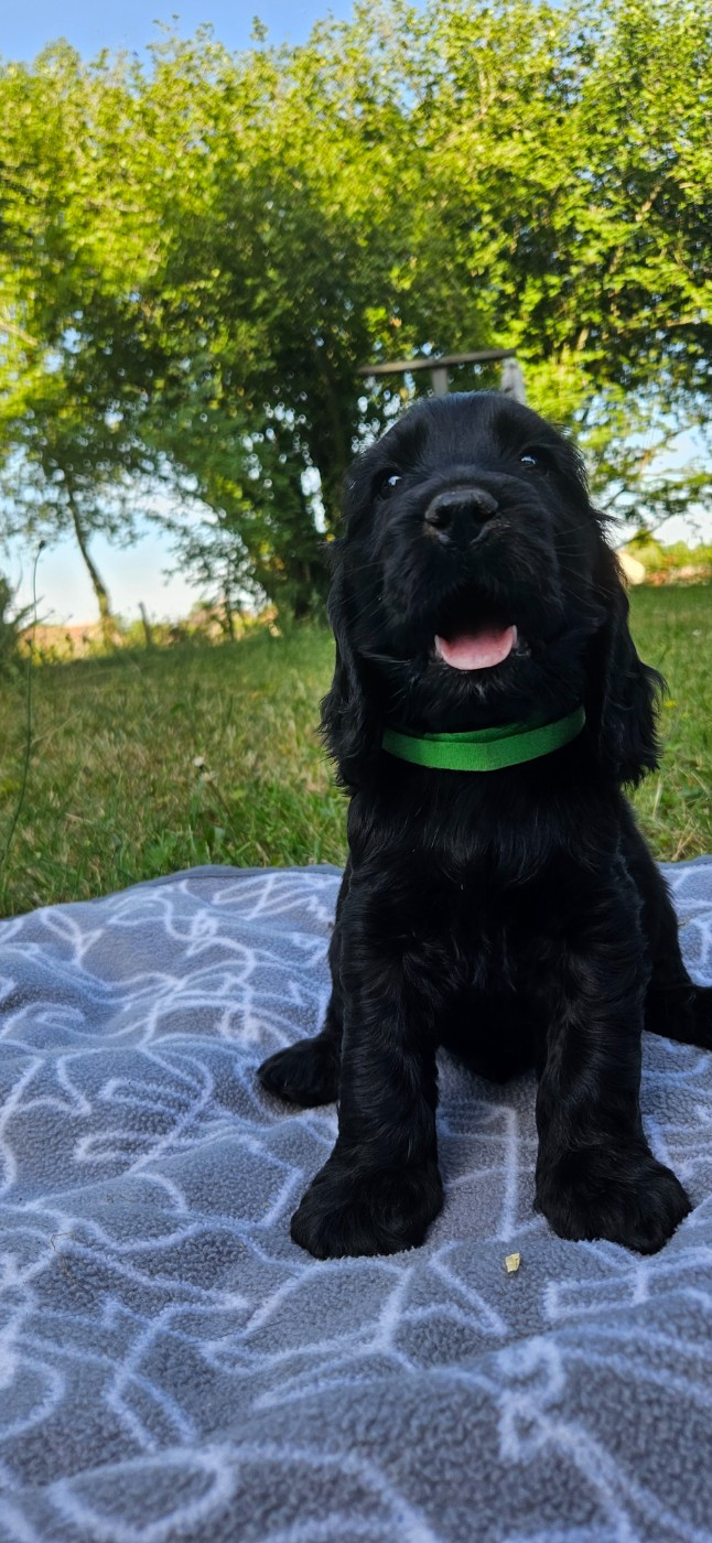 Des Etoiles Gold - Chiots disponibles - Cocker Spaniel Anglais