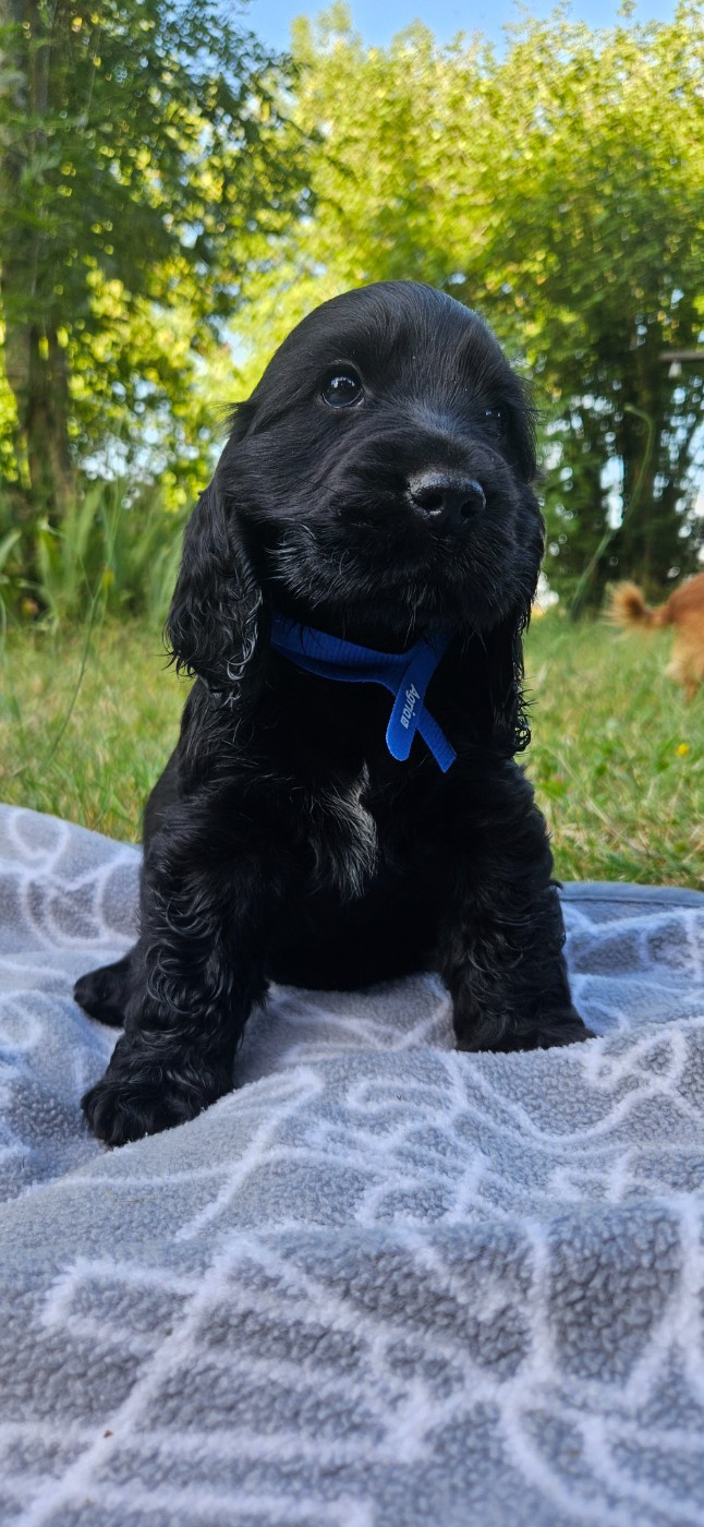 Des Etoiles Gold - Chiots disponibles - Cocker Spaniel Anglais
