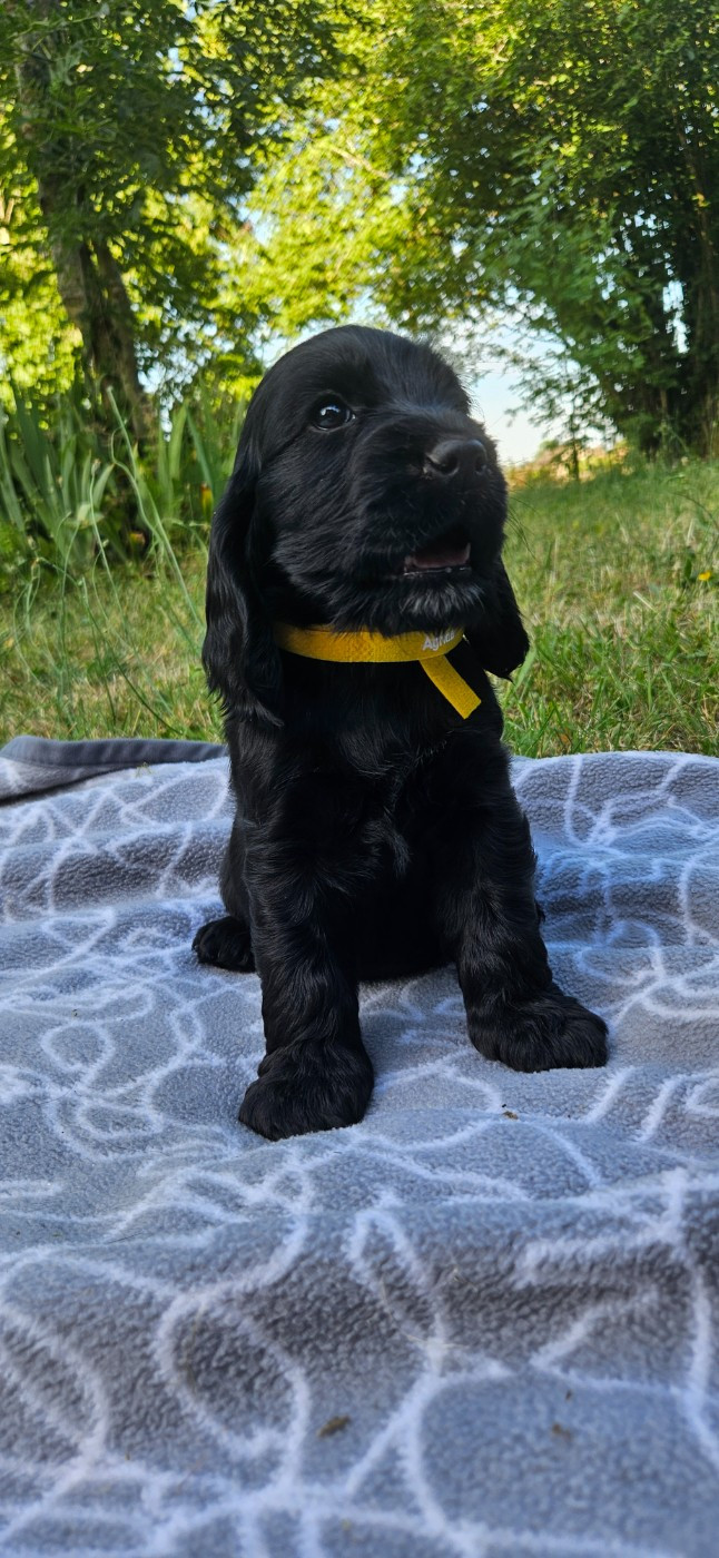 Des Etoiles Gold - Chiots disponibles - Cocker Spaniel Anglais