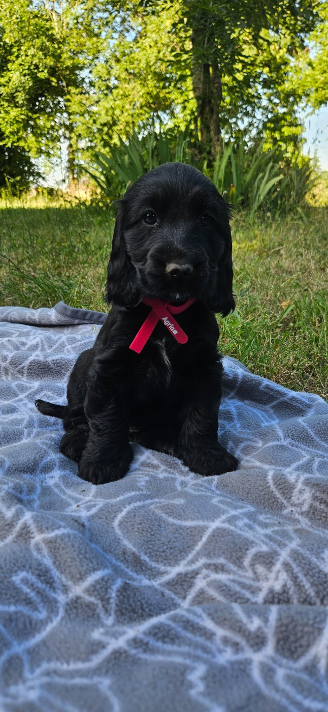 Des Etoiles Gold - Chiots disponibles - Cocker Spaniel Anglais