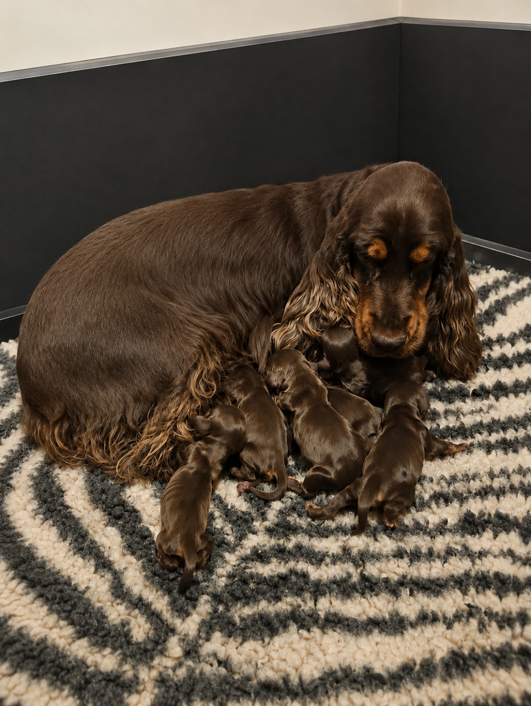 Chiot Cocker Spaniel Anglais Des Etoiles Gold