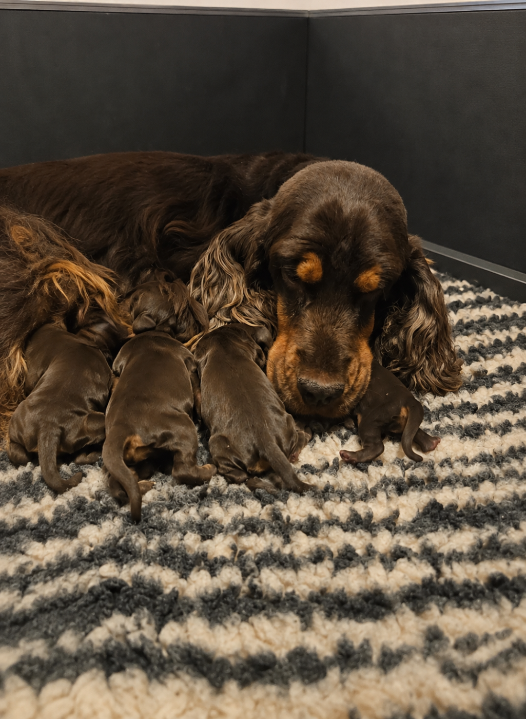 Des Etoiles Gold - Chiots disponibles - Cocker Spaniel Anglais