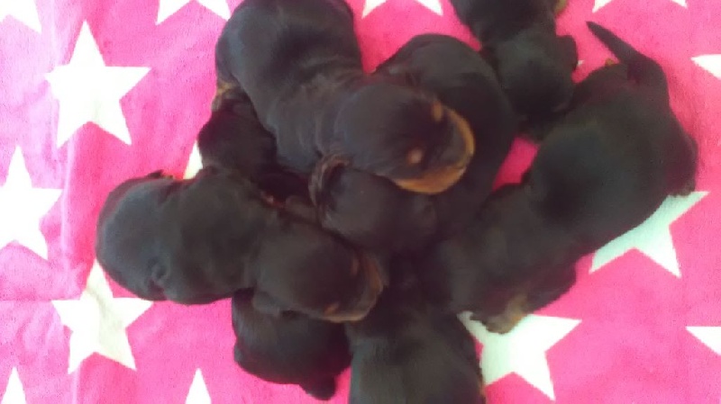 Chiot Cocker Spaniel Anglais Des Etoiles Gold