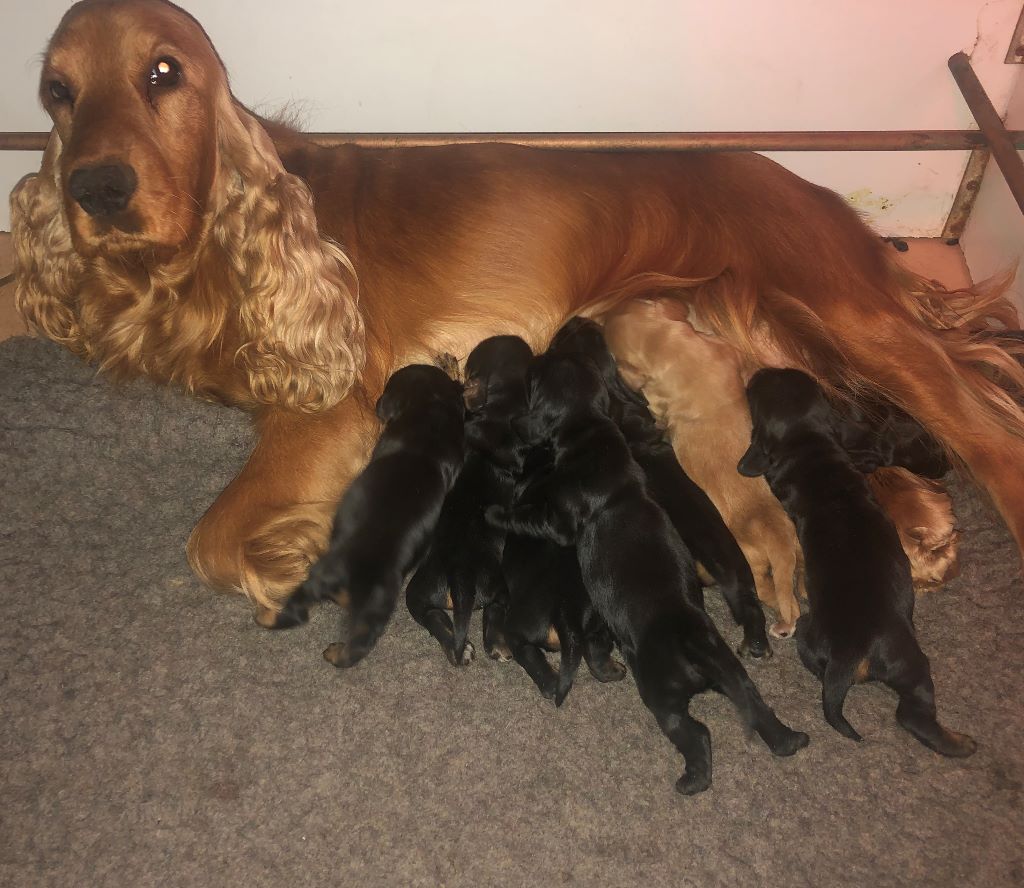 Chiot Cocker Spaniel Anglais Des Etoiles Gold